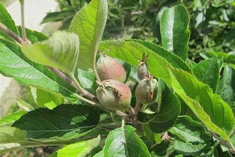 种豆角最低温度是多少 种豆角需要如何施肥