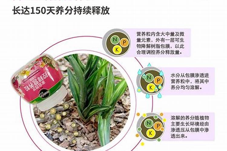 龙眼的肥水怎样管理？
