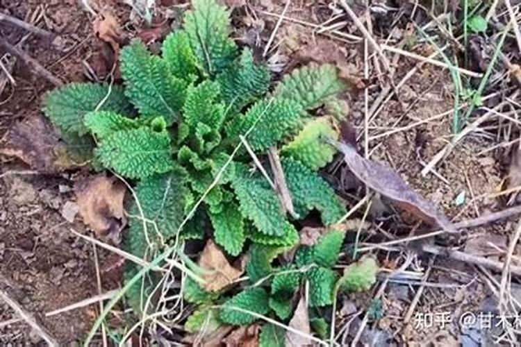 种一年的荔枝林什么肥好？