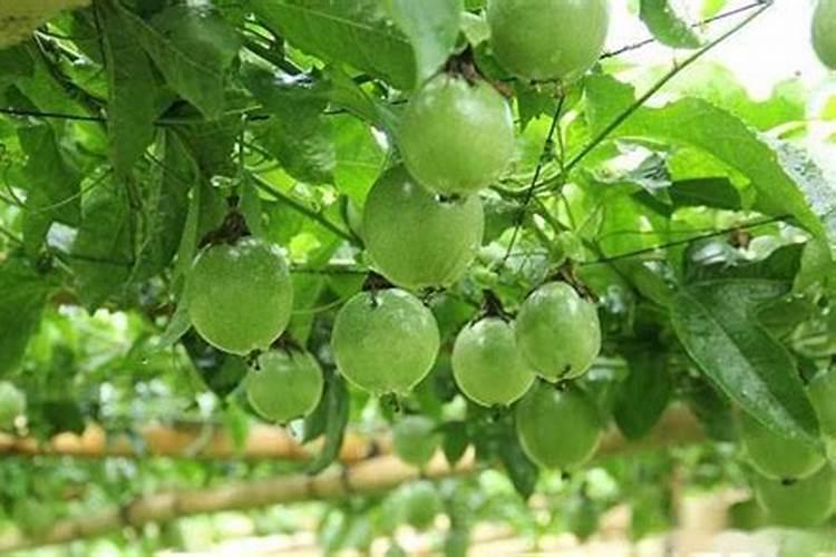 葡萄开花冲施少量磷酸二氢钾对花期好不？