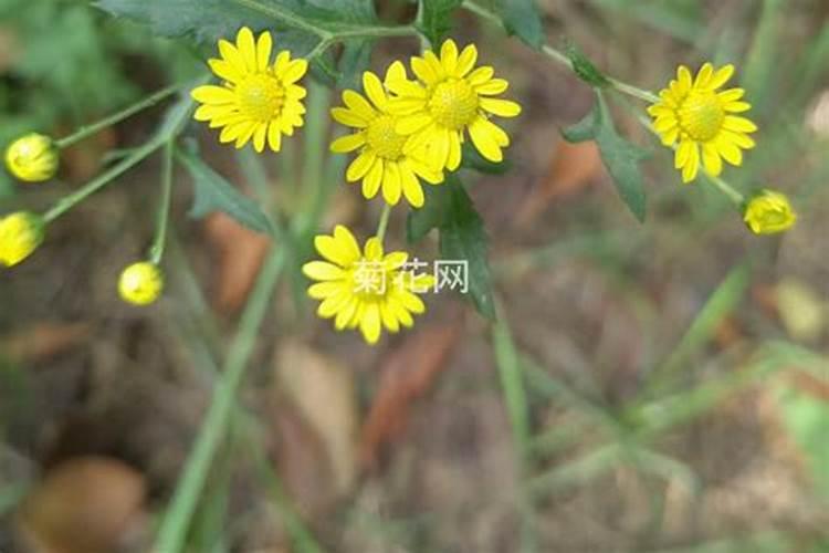 橙子树施什么肥比较好 施肥技术有哪些