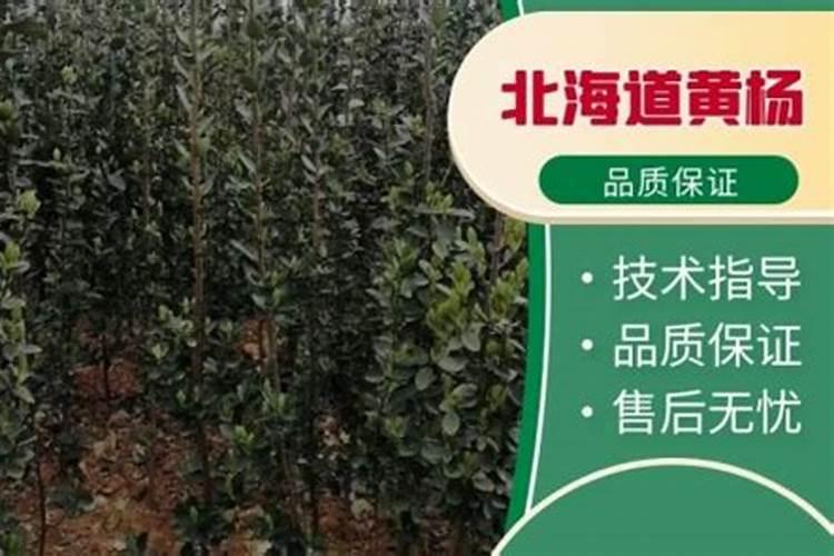 多肉施什么肥好 经验之谈