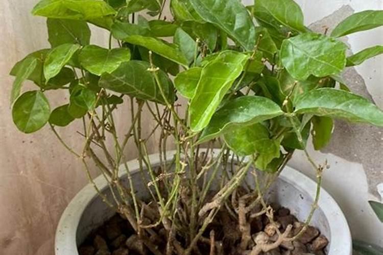 茉莉花叶片发黄还招虫该如何解决