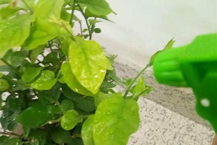 牡丹花可以喷叶面肥吗 注意事项有哪些