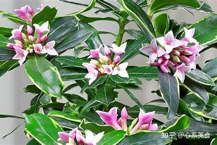 金边瑞香夏季怎么养