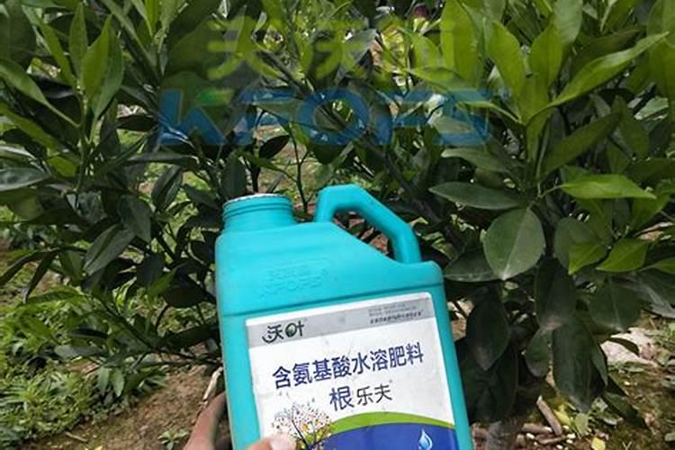 三角梅怎么施肥