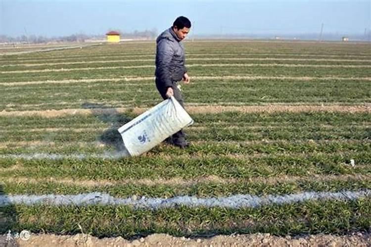 种植西瓜用什么肥料最佳？不同生长阶段,巧施肥料