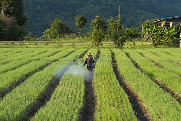 水稻叶面肥和除草剂哪个先喷比较好？