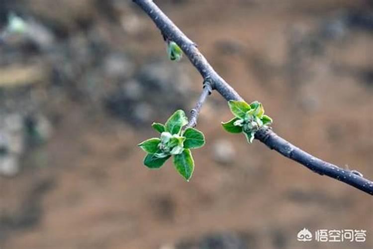 苹果树怎样施肥