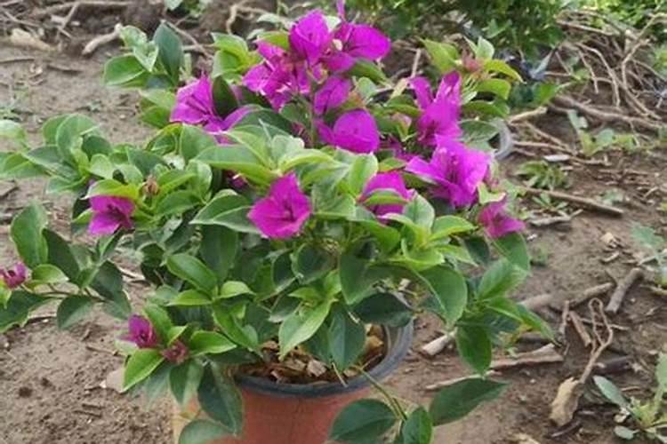 三角梅不施肥想开花不可能