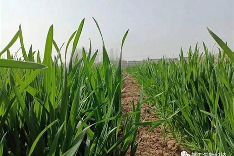 小麦成片发黄什么原因