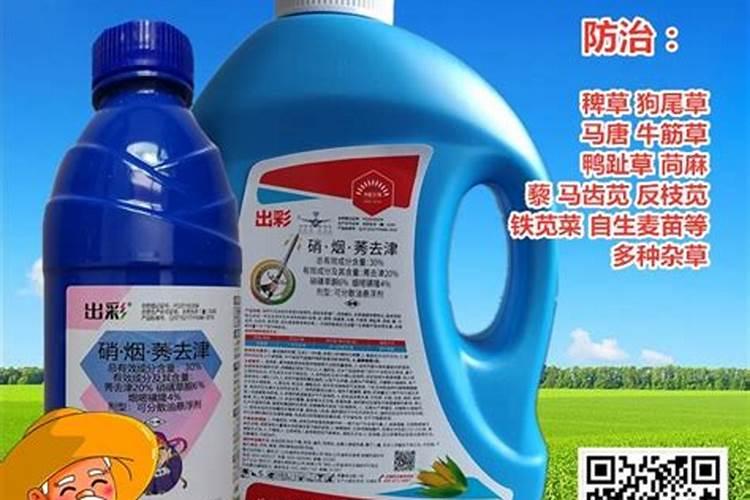 雪莲果的种植法