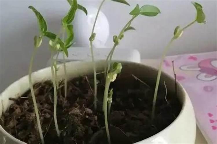 种绿豆用什么肥料好 施肥方法有哪些