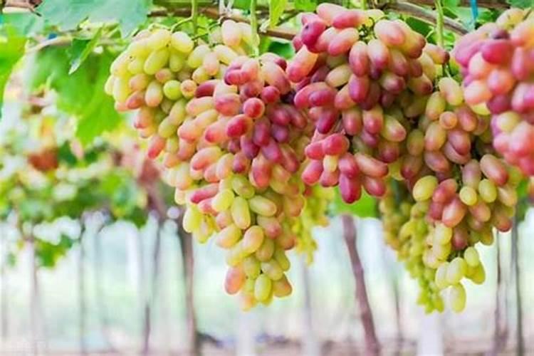 菠菜根部烂了叶子还能食用吗