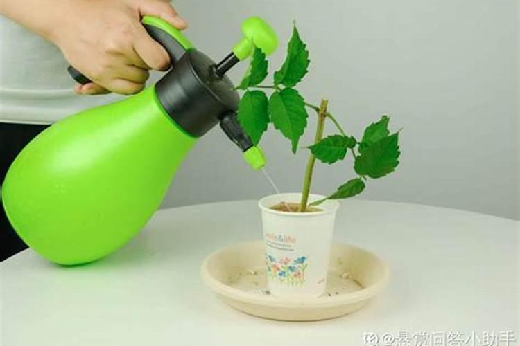 桂花树扦插最佳方法