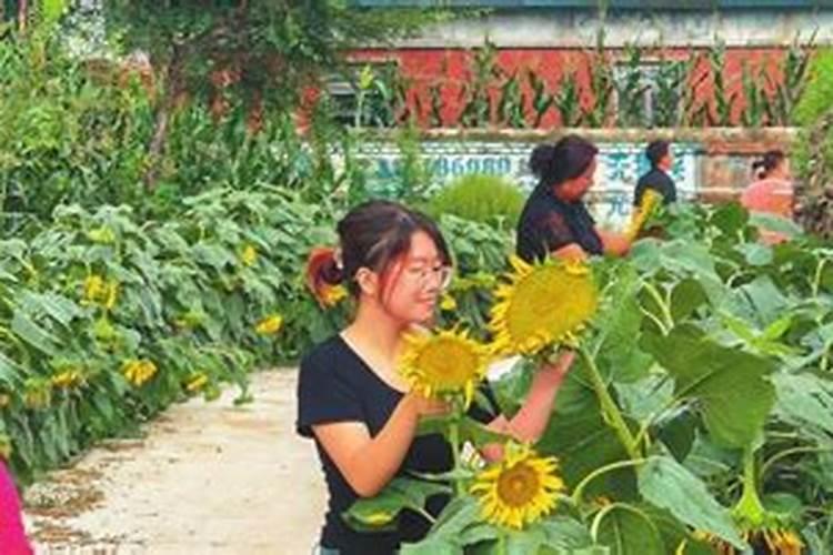 油葵什么时候施肥 油葵哪时候施肥比较合适