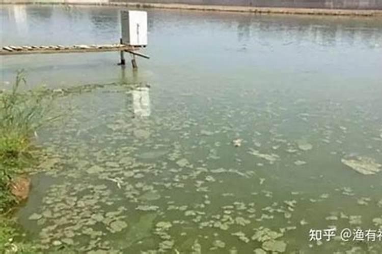 大栅氮肥过高菜苗叶子死什么办？
