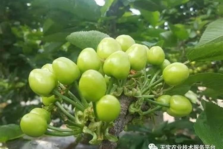 樱桃苗的栽培与管理