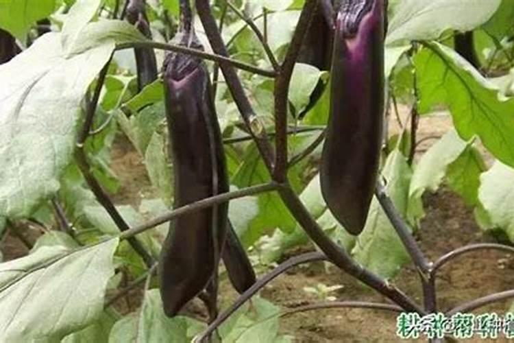 茄子最佳肥料一览表