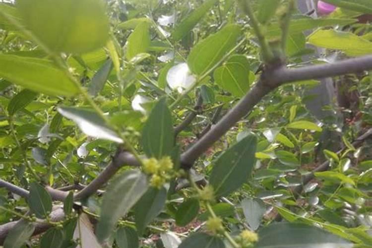枣树什么时候施肥最好 枣树的施肥时间