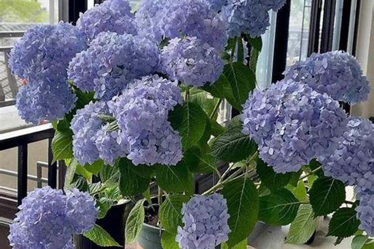 花芽分化用什么叶面肥