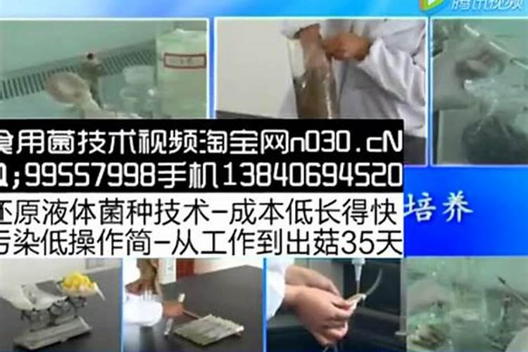 羊肚菌怎么种植