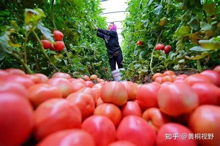 怎样给蔬菜施尿素