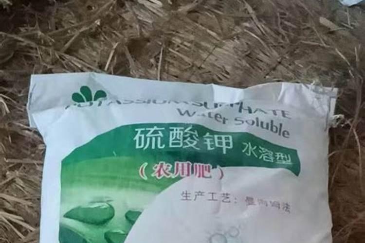 月季高压繁殖方法(月季高压繁殖方法和时间)