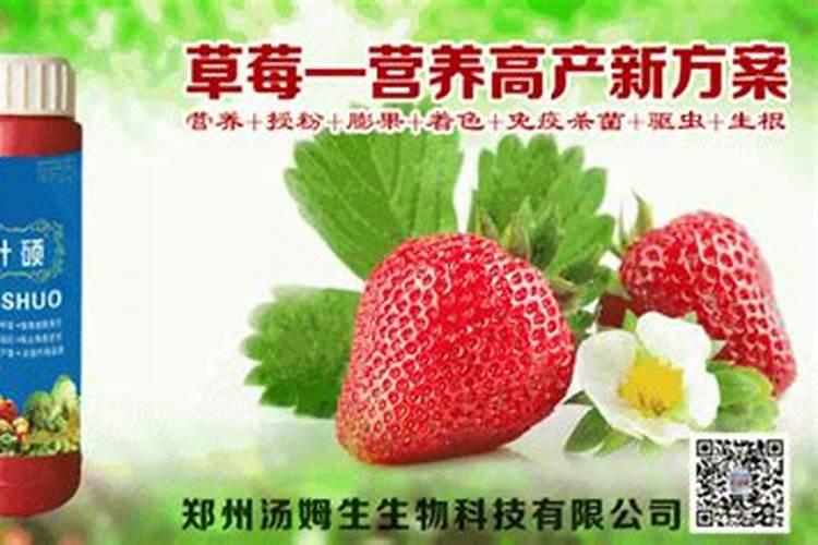 草莓用什么叶面肥效果好？草莓用什么肥料结果多？
