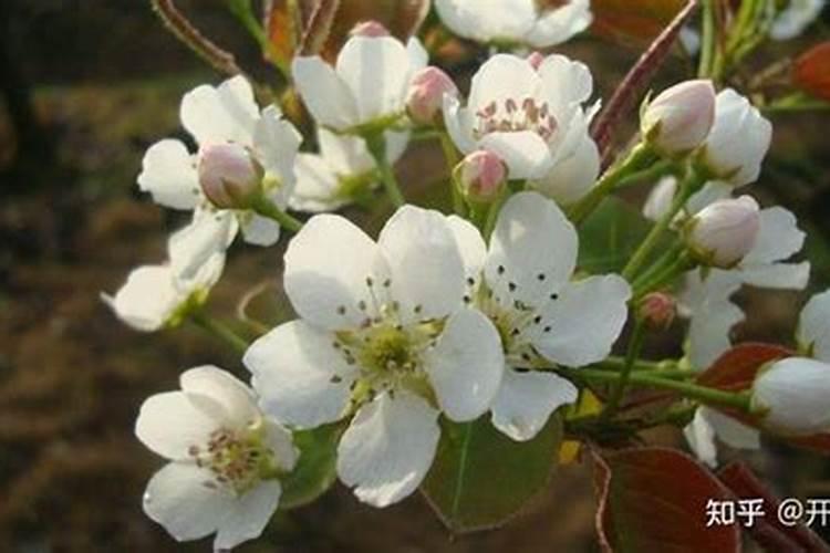 果树花期补硼、花后补钙,补错了果子当然长不好