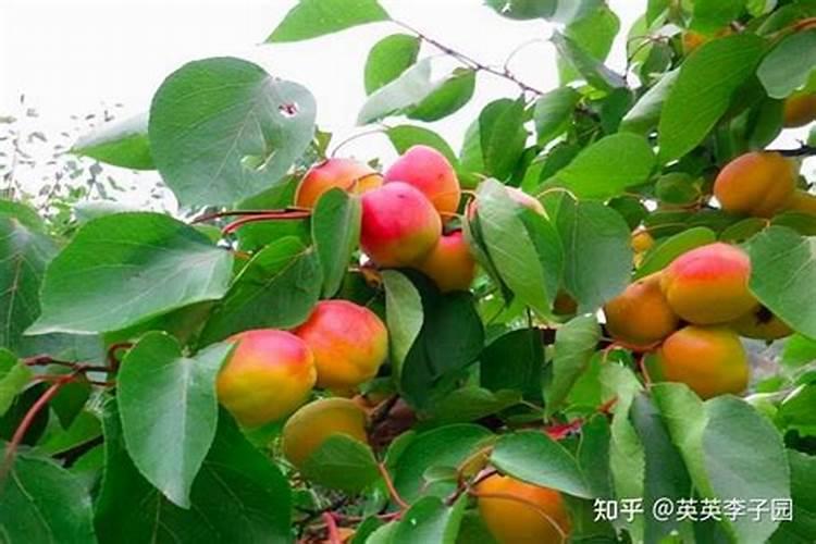 蟹爪兰迟迟不长怎么办 如何正确处理