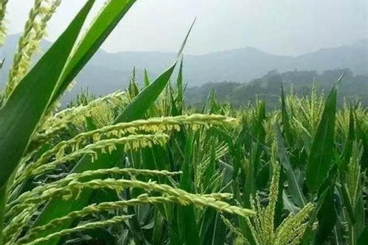 黄金花月怎样施肥