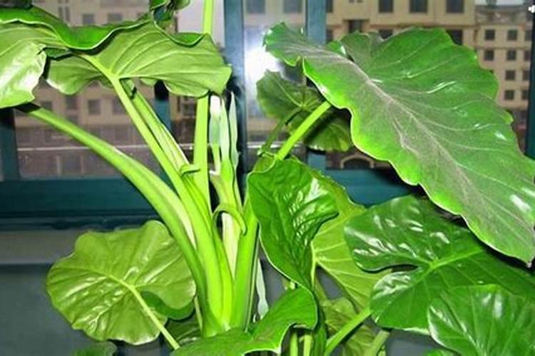 夏季滴水观音怎样施肥