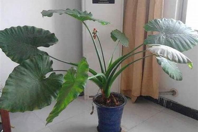 海芋(滴水观音)的叶子耷拉的原因大致有几种和如何养护？