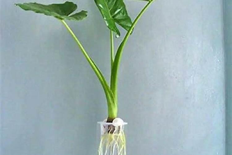 滴水观音用什么肥料最好