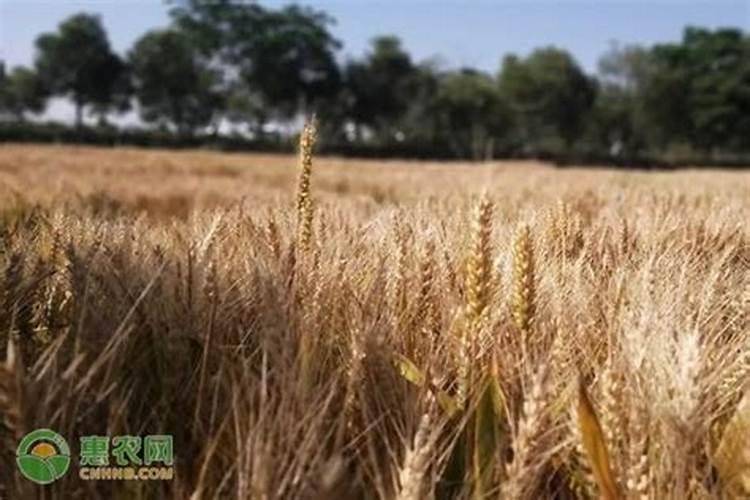 小麦苗期叶片发黄干枯是什么原因 小麦苗期可以打什么药