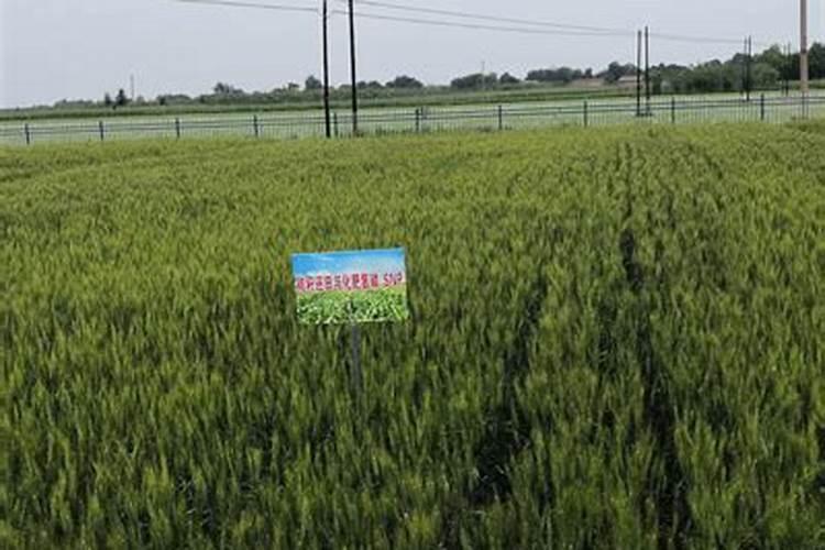辣椒需要施什么肥料施肥过多怎么处理