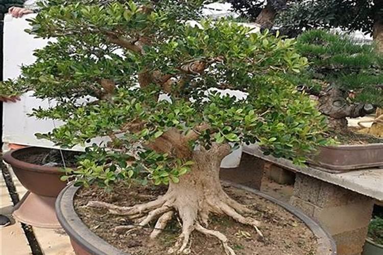 黄杨的养殖方法和注意事项