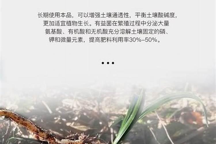 春季如何用兰菌王养护兰花发的芽更多更壮
