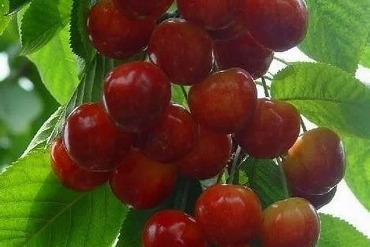 花盆里种樱桃树发牙了用什么当肥最好？