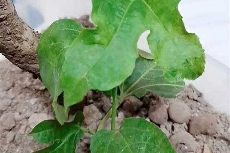食用级EDI纯化水可以喝吗？