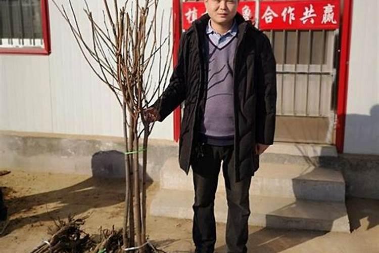 小番茄施什么肥最好