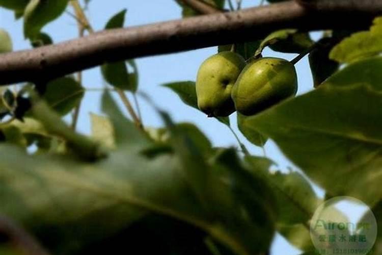 梨树用什么肥料最好