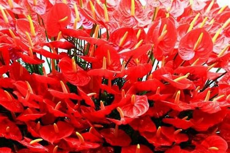 红掌花需要什么肥料,氮磷钾肥缺一不可