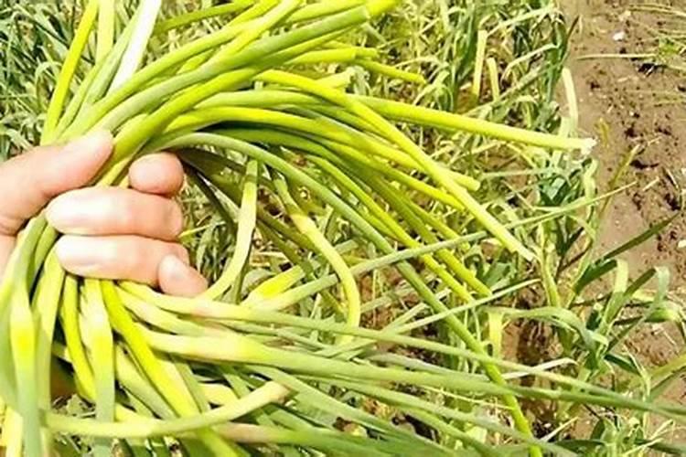 大蒜抽了蒜苔后怎样管理