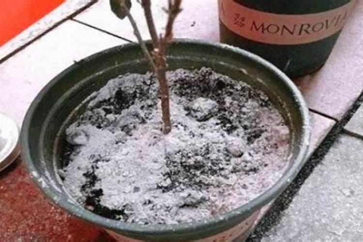 磷酸二氢钾作为花肥该如何使用