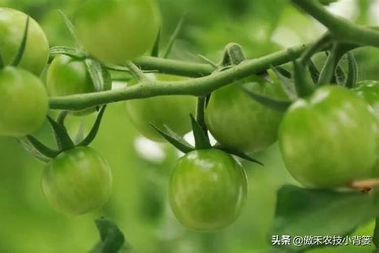 蔬菜施肥很重要,怎么做到合理施肥呢？