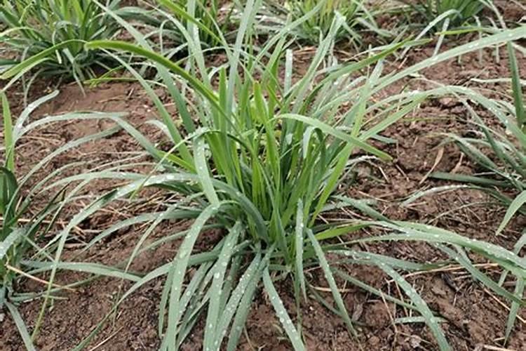 韭菜叶片发黄干枯,怎样防治？