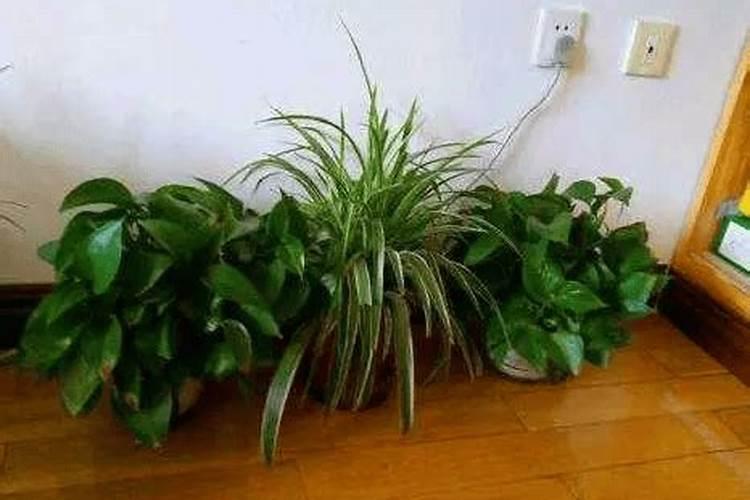 红糖加小苏打喷蔬菜
