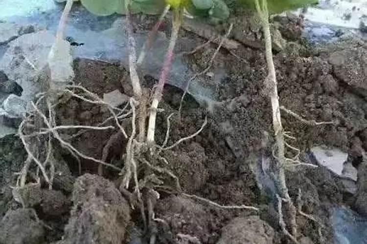 黄豆什么时候施肥